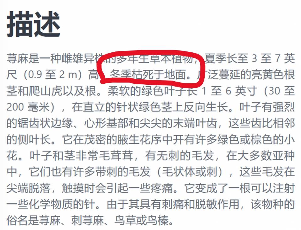 異株蕁麻.jpg